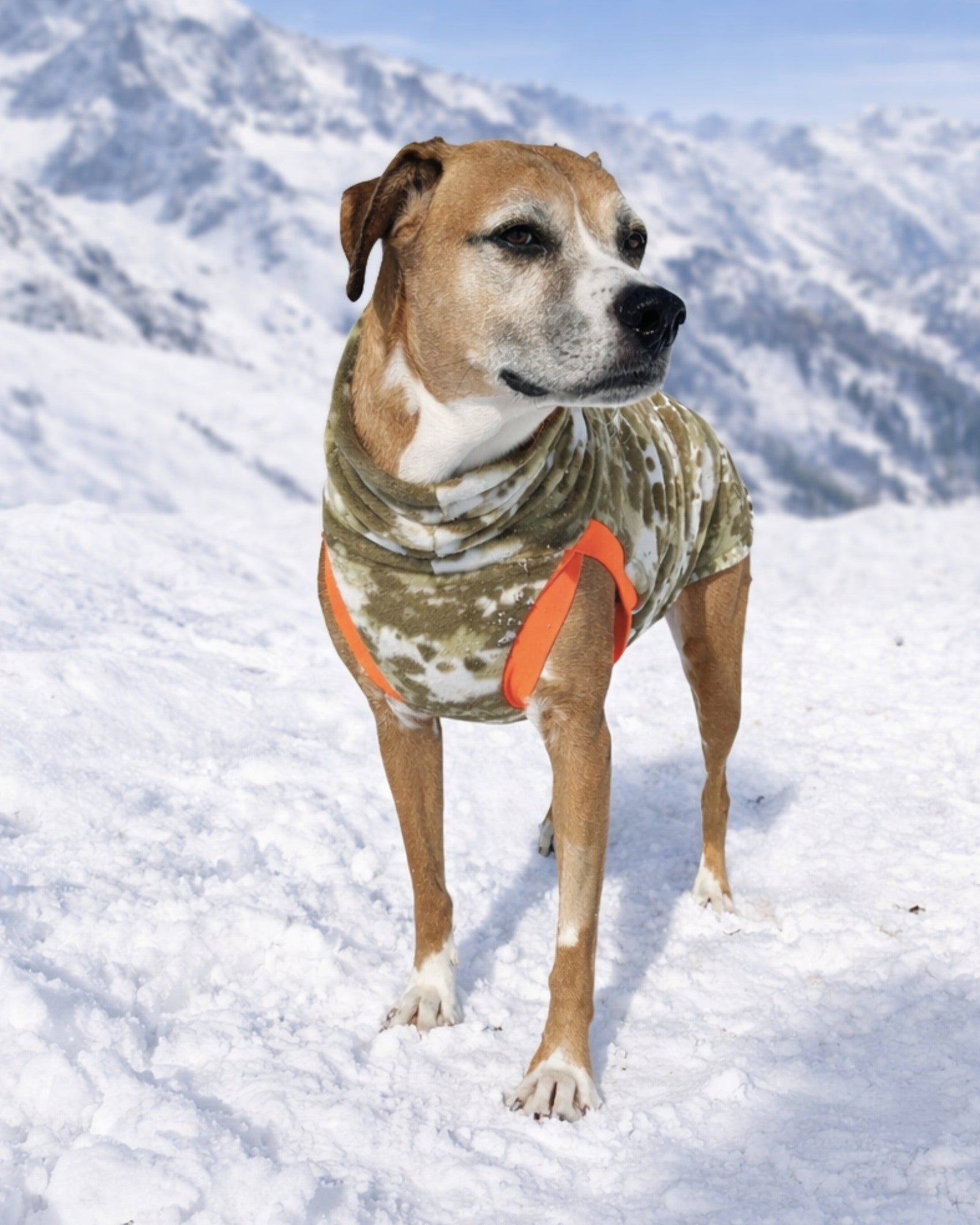 iggy ホーマー・シンプソン フリース犬服 Ready-to-Ship Dog Sweaters & Pajamas | Jax & Molly's – Jax & Molly's
