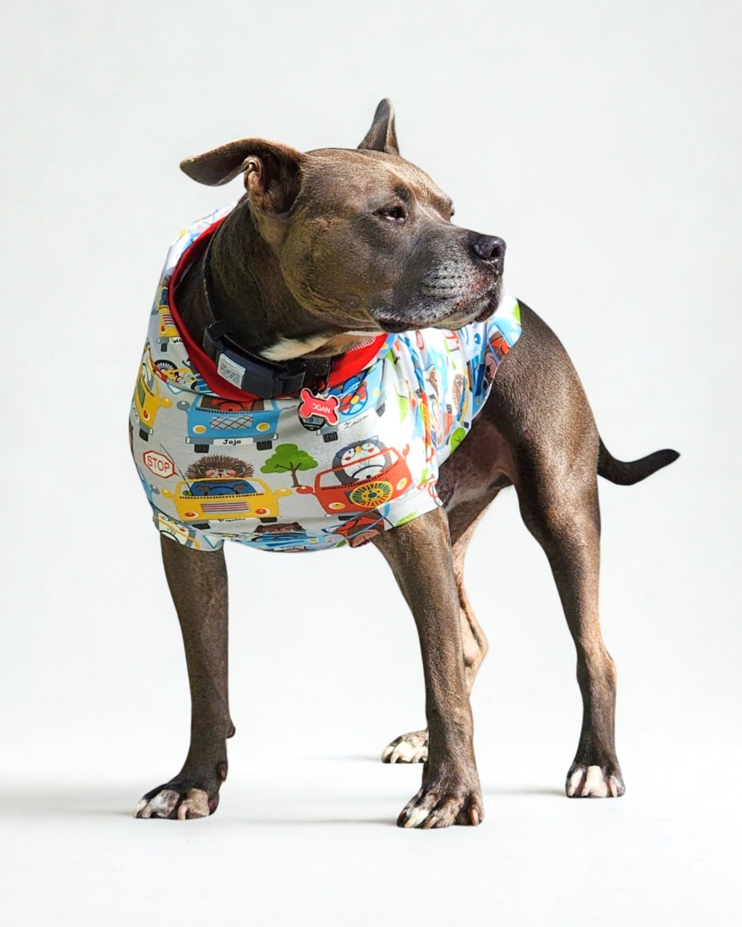 Dog wearing Jax & Molly's lightweight hoodies tee with animals driving cars