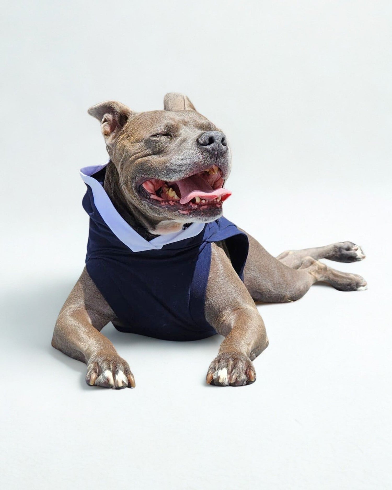 Dog lounging in Navy lightweight cotton dog hood by Jax & Molly's