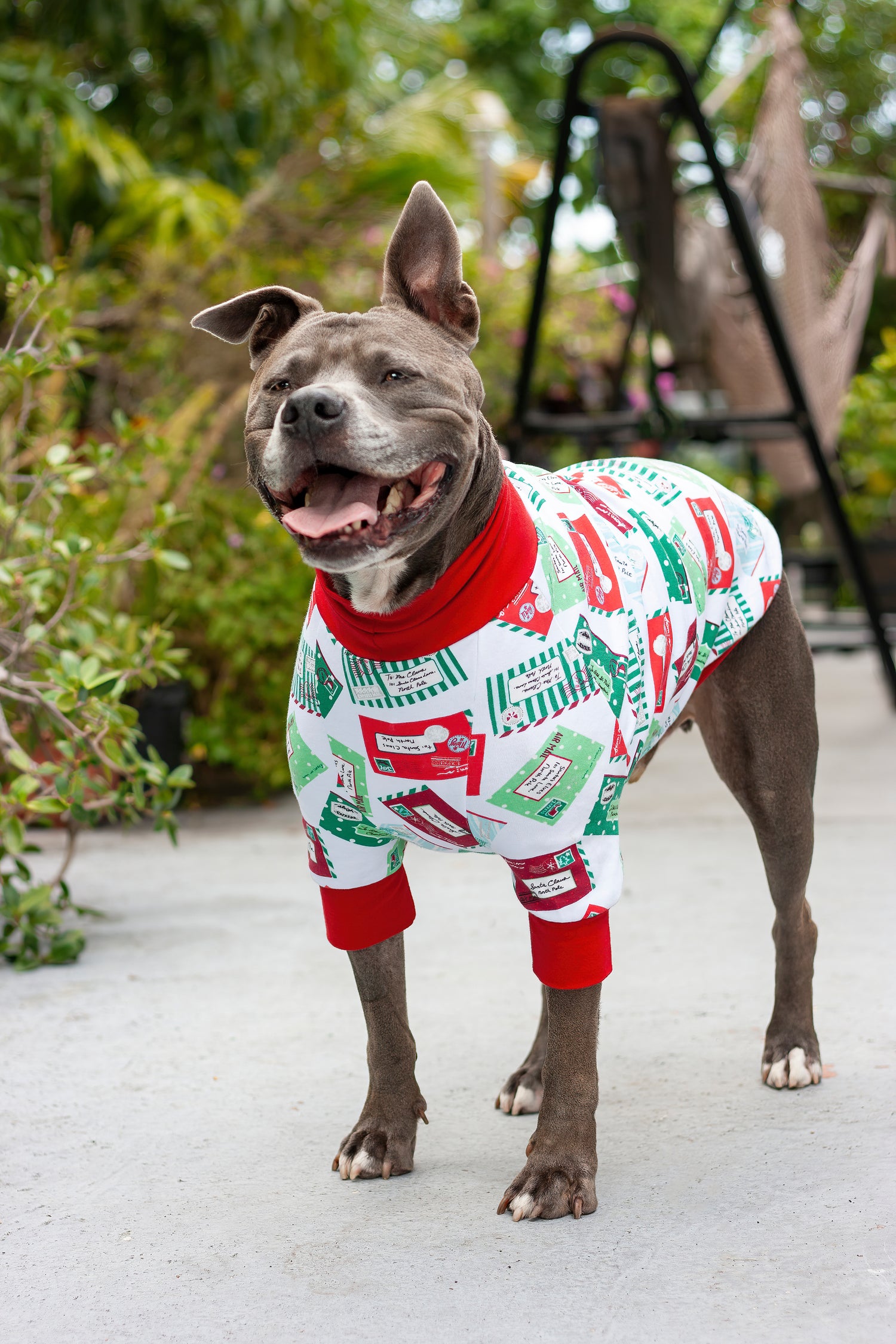 Dog wearing raglan Christmas pajamas