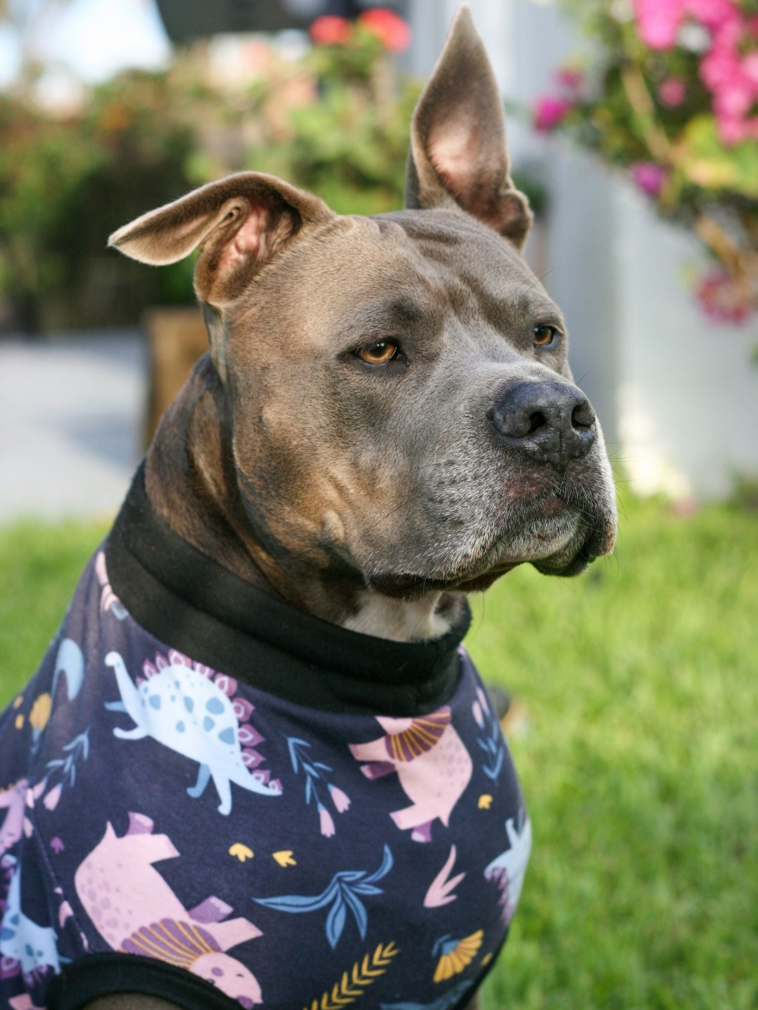 Dog wearing a breathable cotton dog shirt with dinosaur print