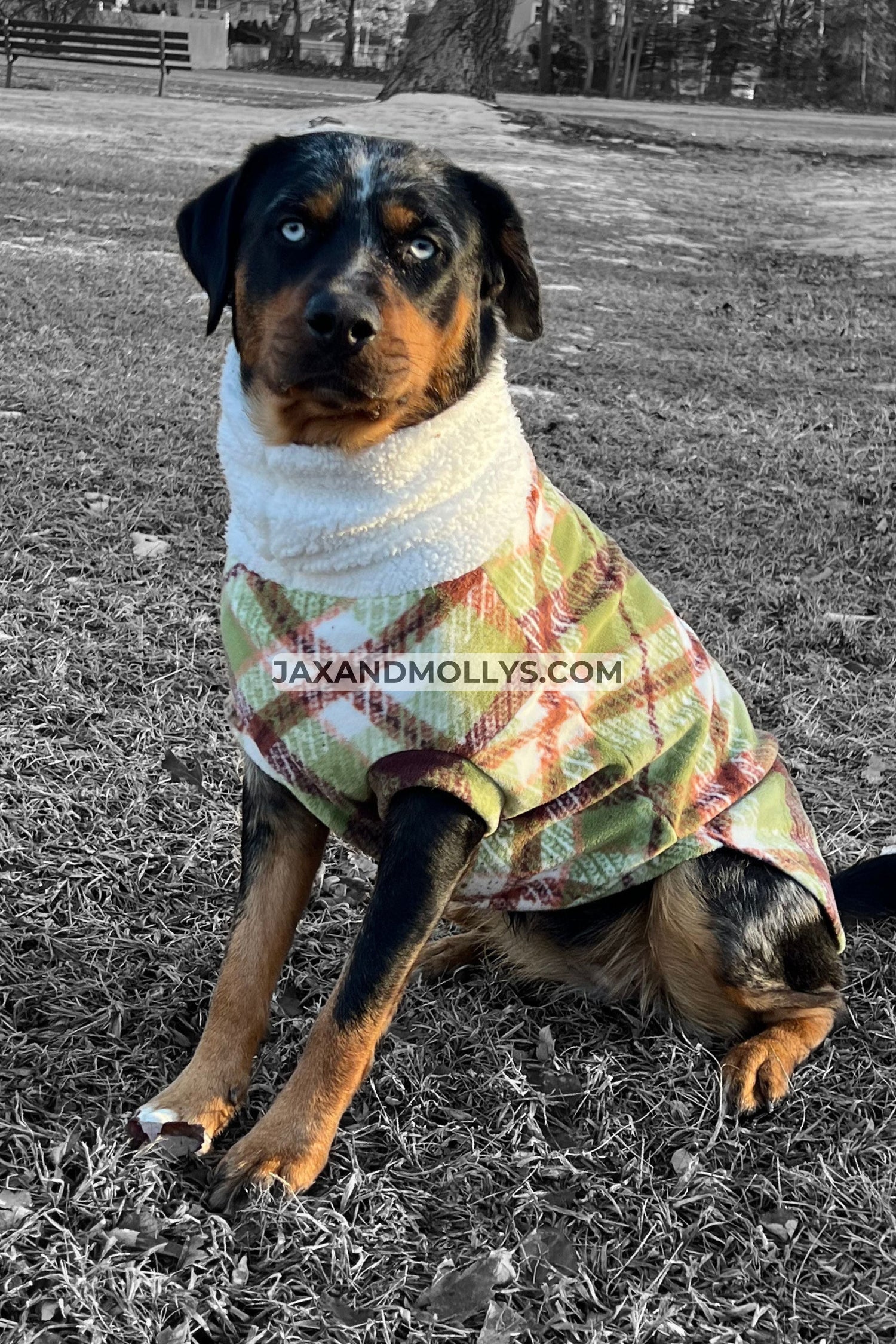 Rottweiler dog wearing a fleece dog sweater in a green plaid