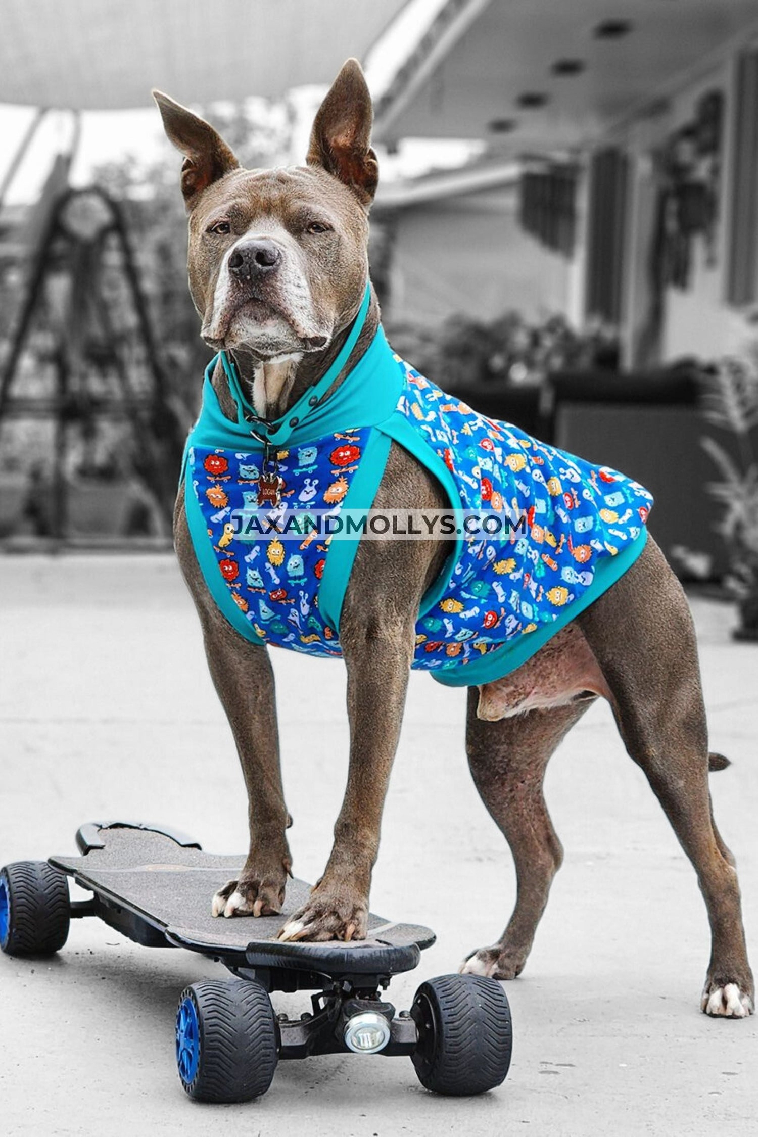 Dog wearing a cotton muscle tank dog shirt by Jax & Molly's