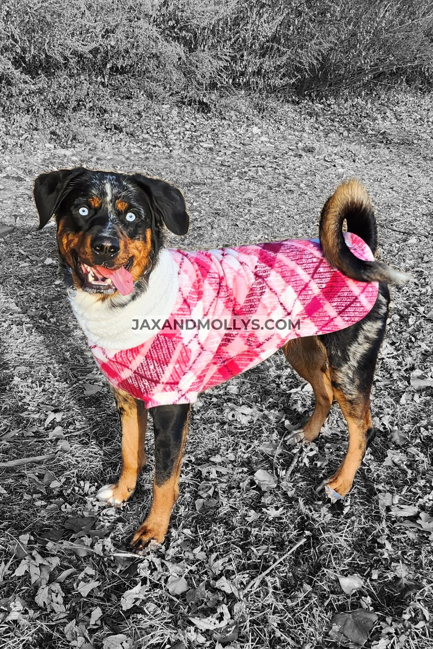 Dog wearing a fleece pink plaid dog sweater
