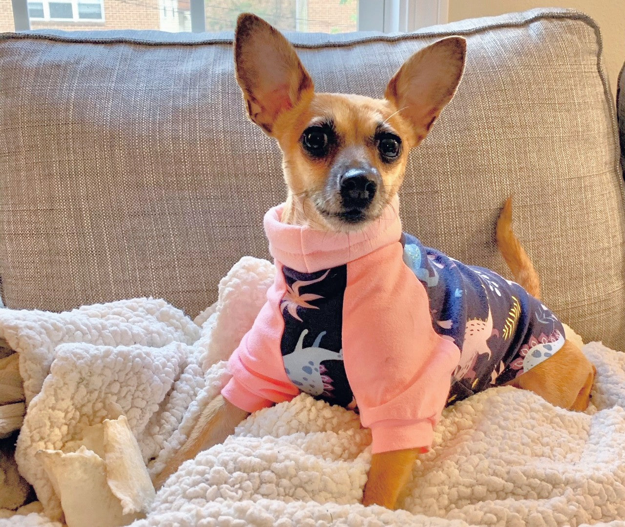 Chihuahua sporting cotton raglan pajamas with Dinosaur by Jax & Molly's