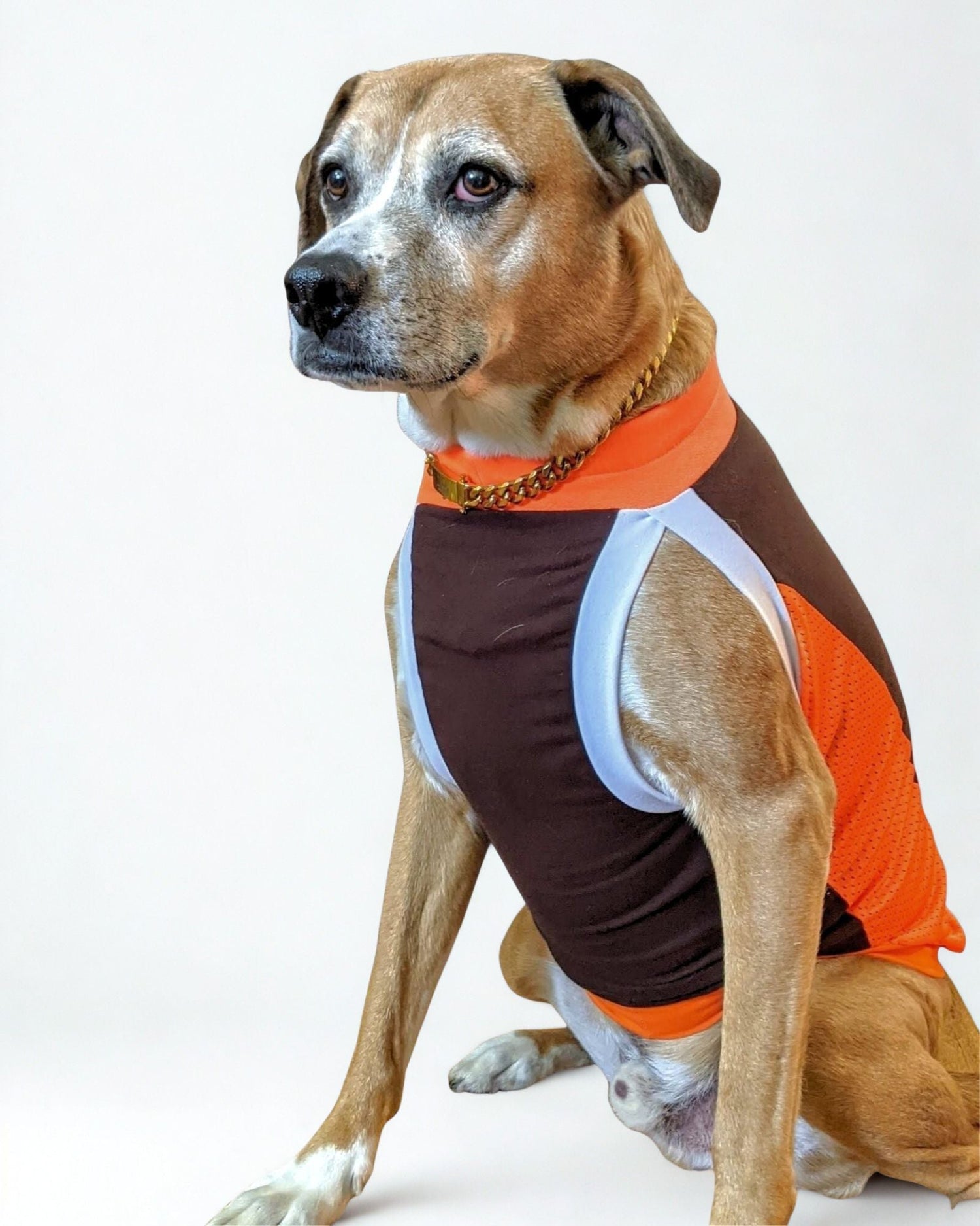 Dog lounging in custom dog sport jersey by Jax & Molly's
