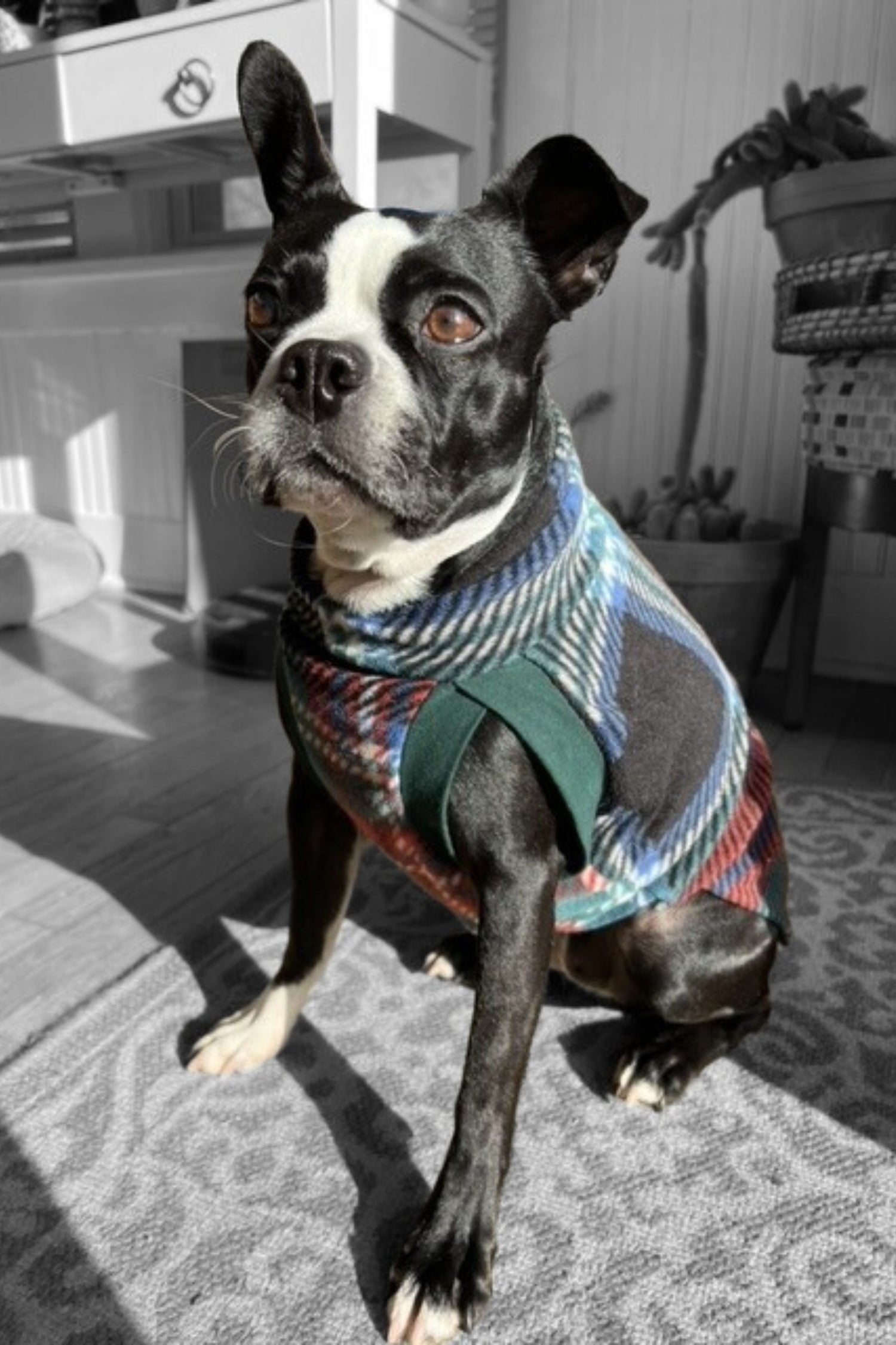 Boston terrier dog wearing a fleece plaid sweater