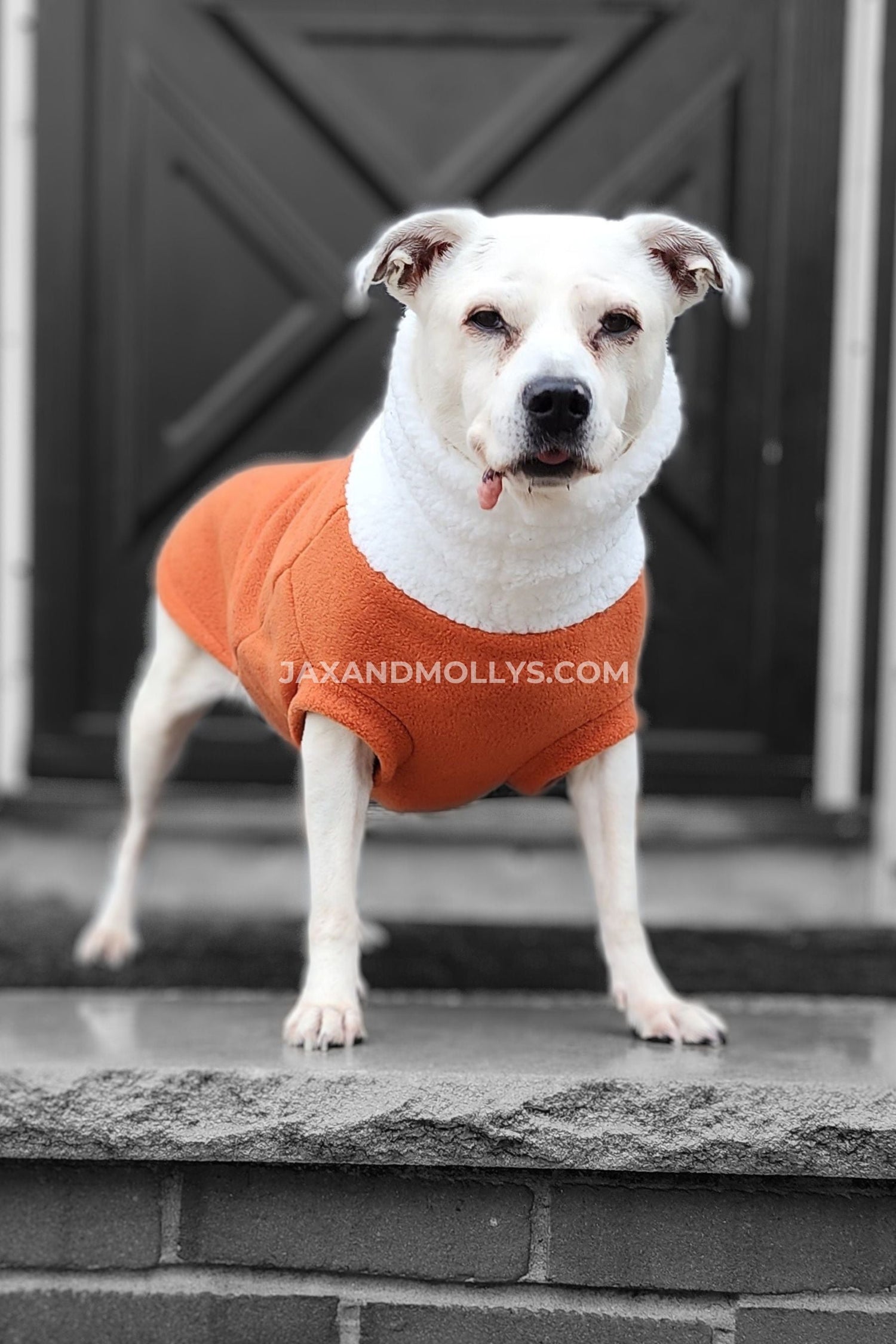 Small white dog wearing an orange fleece sweater with sherpa turtleneck