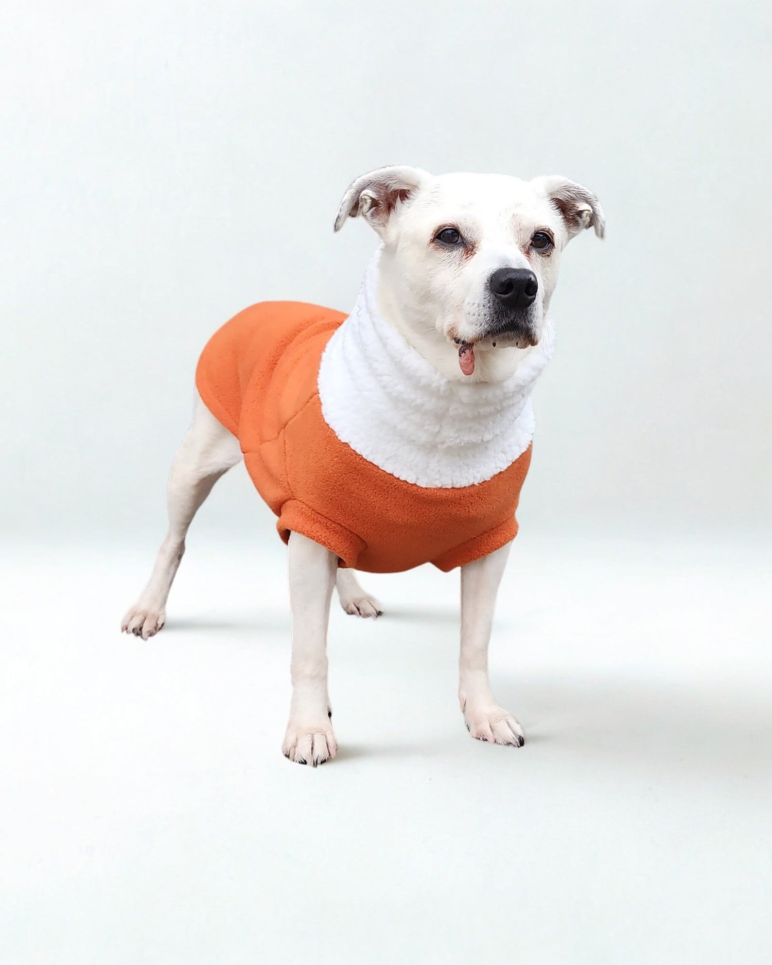 Small dog wearing an orange fleece pullover dog sweater by Jax & Molly's