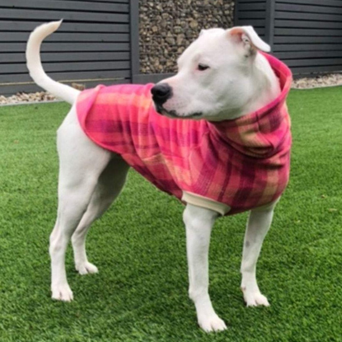 Dog wearing a pink plaid fleece sweater