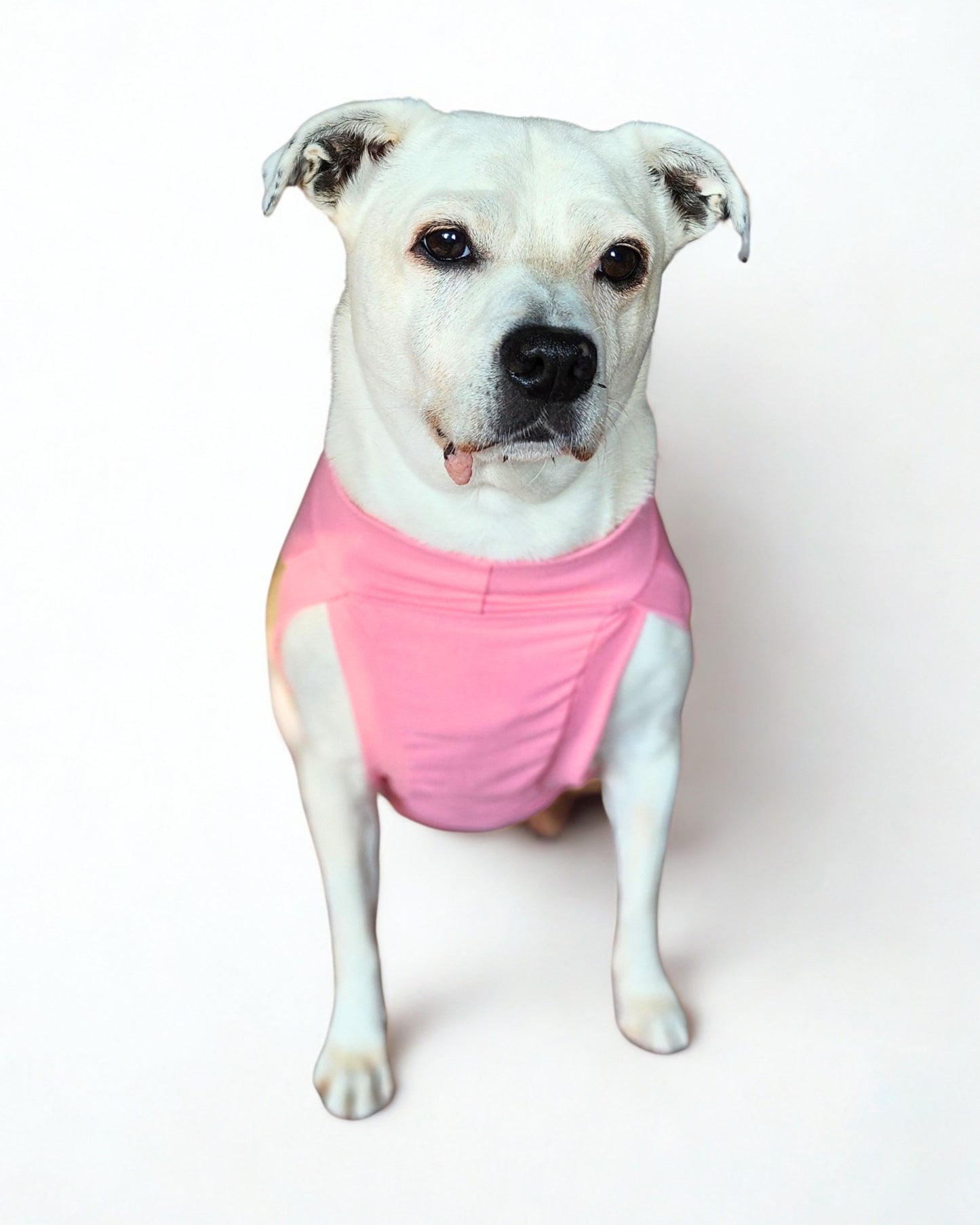 Dog Sports Jersey - Sweetheart Edition