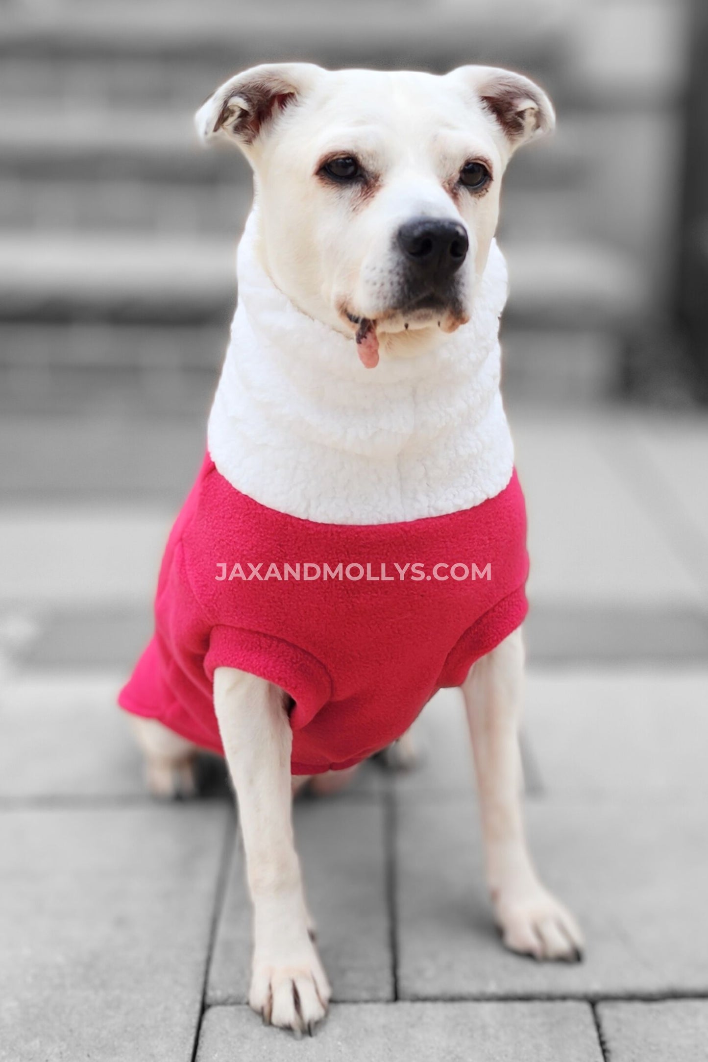A dog modeling Jax & Molly's pink fuchsia dog sweater.