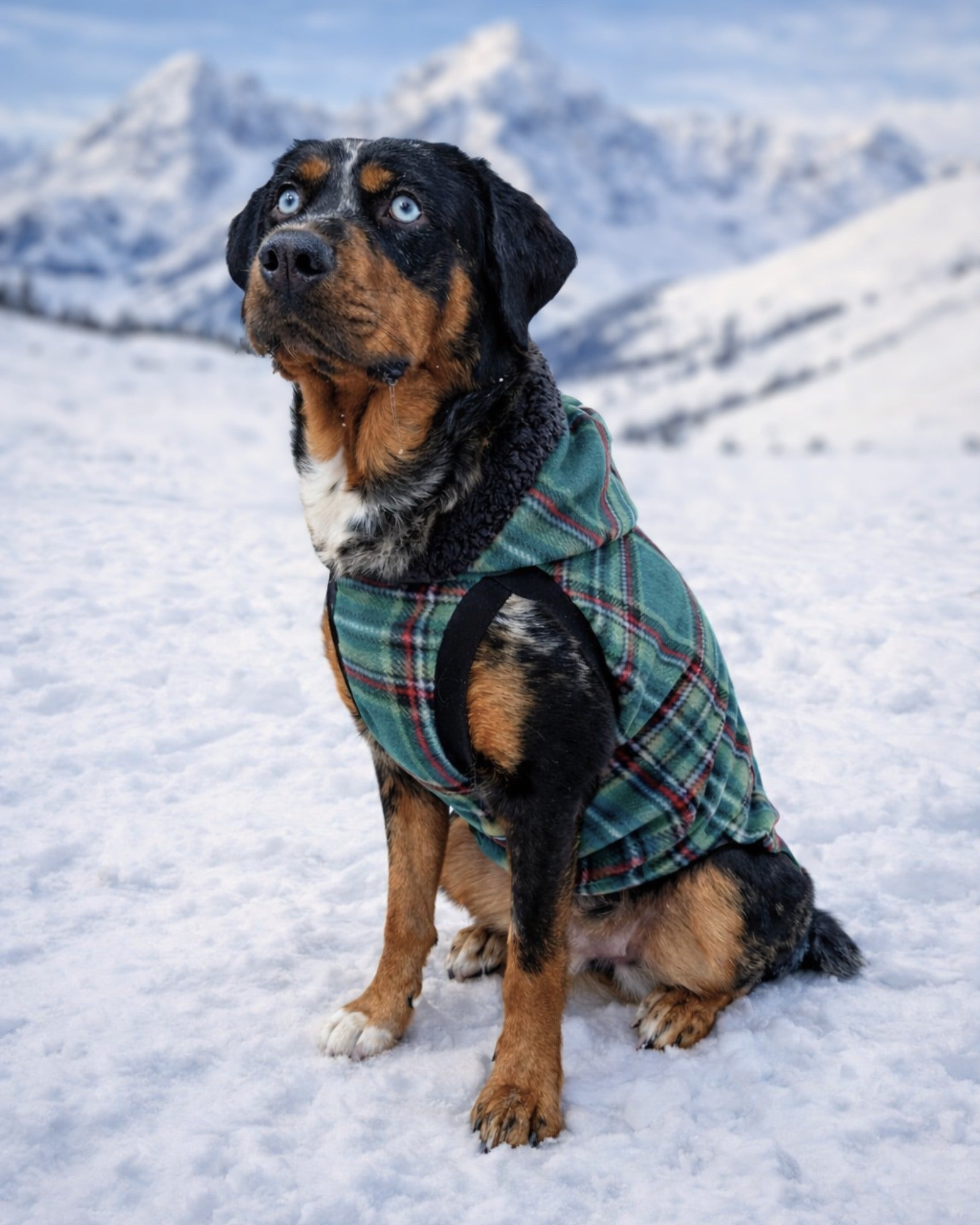 Green Plaid Fleece Dog Sweater with Sherpa Trim