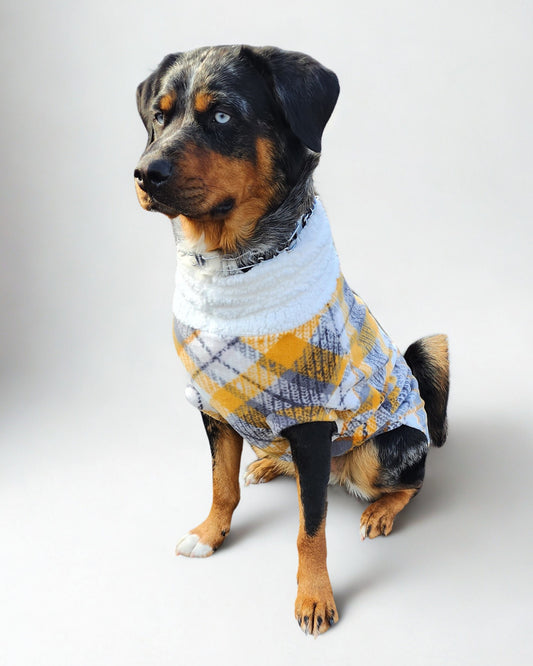 Dog wearing a plaid dog sweater in shades of gray, yellow, and white, featuring a faux sherpa turtleneck.