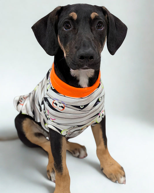 Dog wearing Glow-in-the-dark Halloween pajamas with mummy wrap print and orange neck trim.