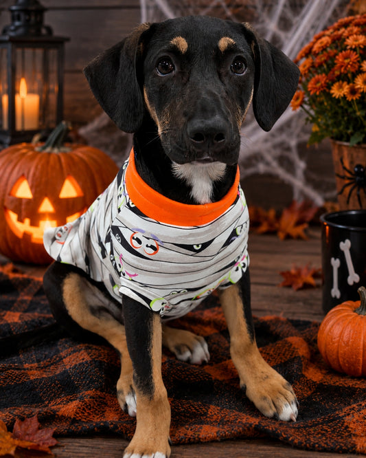 Dog wearing Glow-in-the-dark Halloween pajamas with mummy wrap print and orange neck trim.