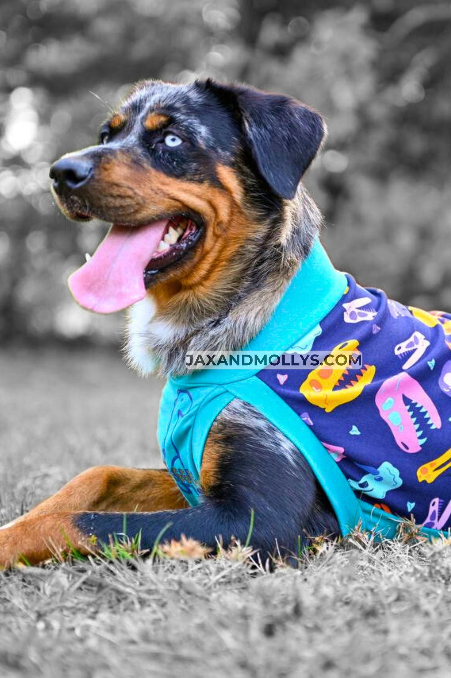 Side profile of a beautiful dog modeling the Jax & Molly's 'Snuggle Saurus' Dog Tank, showcasing a chic jade underbelly color in combination with a colorful dinosaur skeleton print.