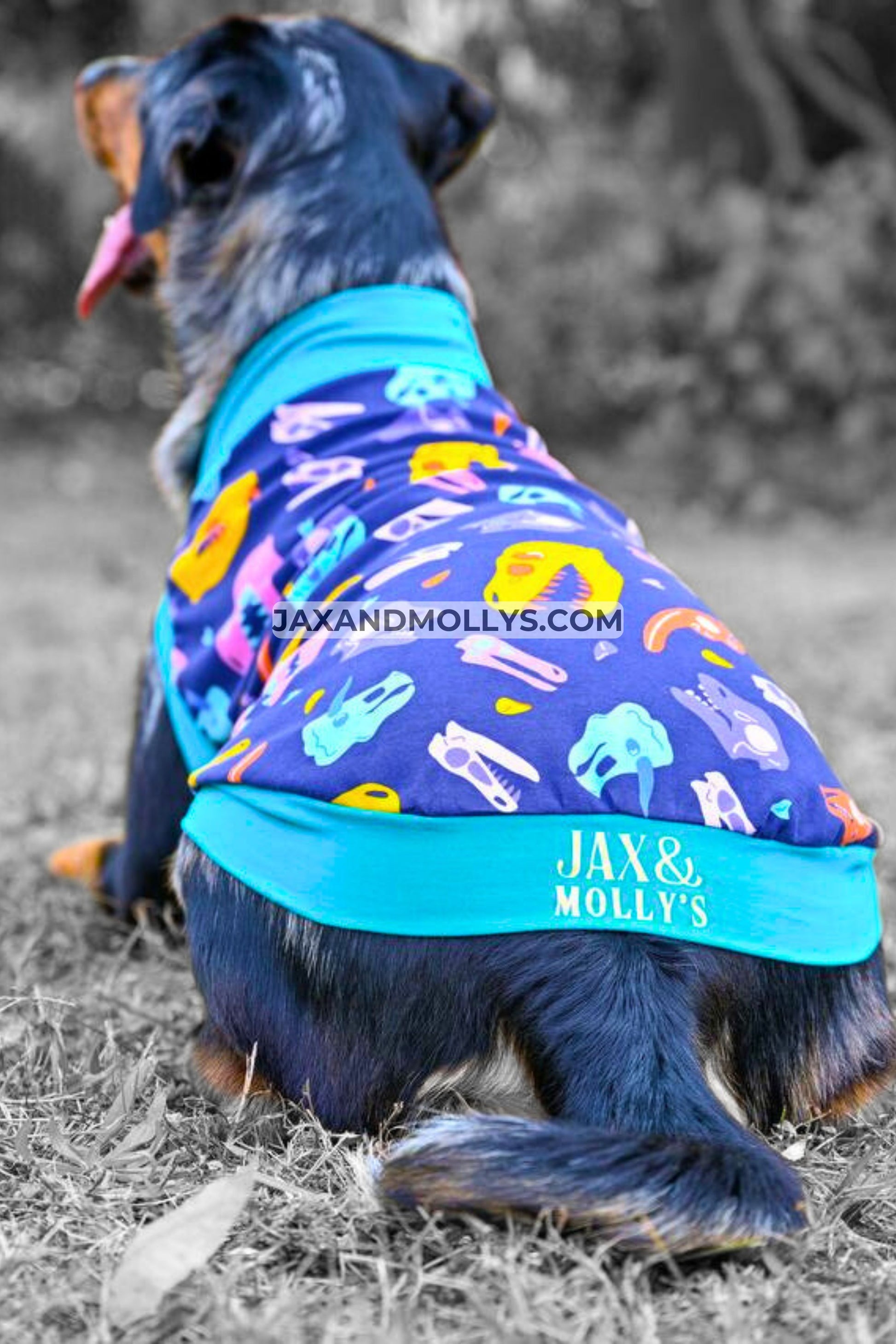 Back view of a dog modeling the Jax & Molly's 'Snuggle Saurus' Dog Tank, showcasing a colorful dinosaur skeleton head print.