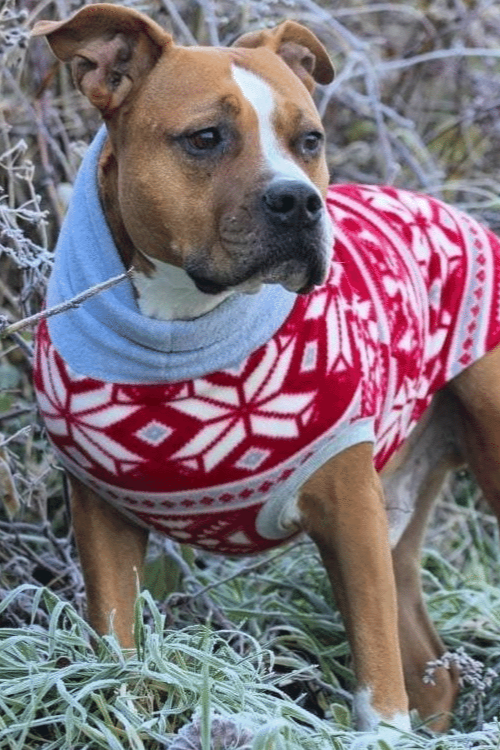 Red Fairisle Dog Sweater Jax Molly s