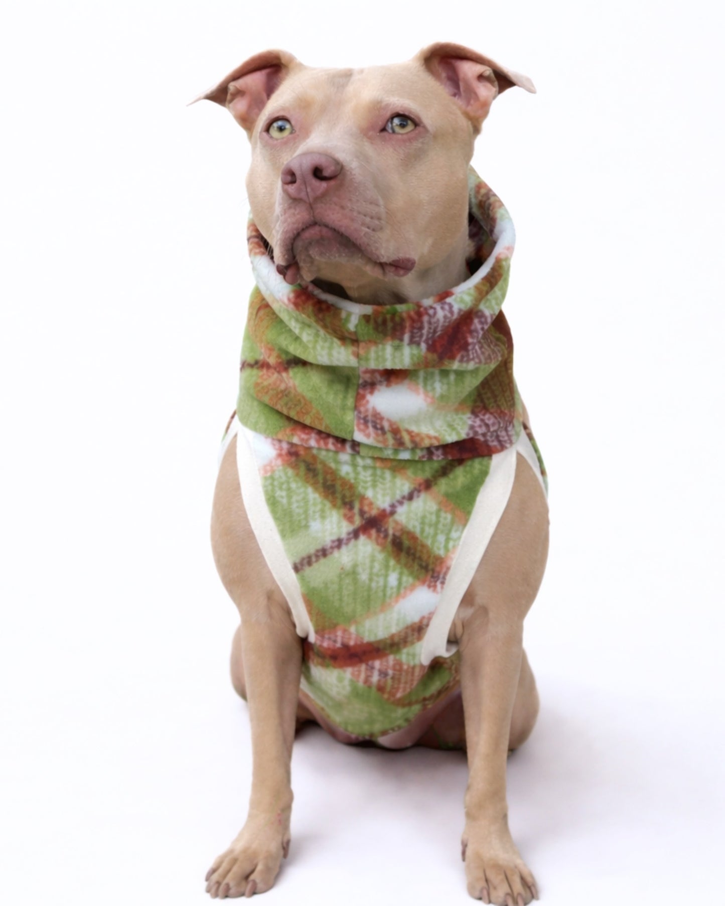 Pitbull modeling a fleece dog sweater in a green and brown plaid design