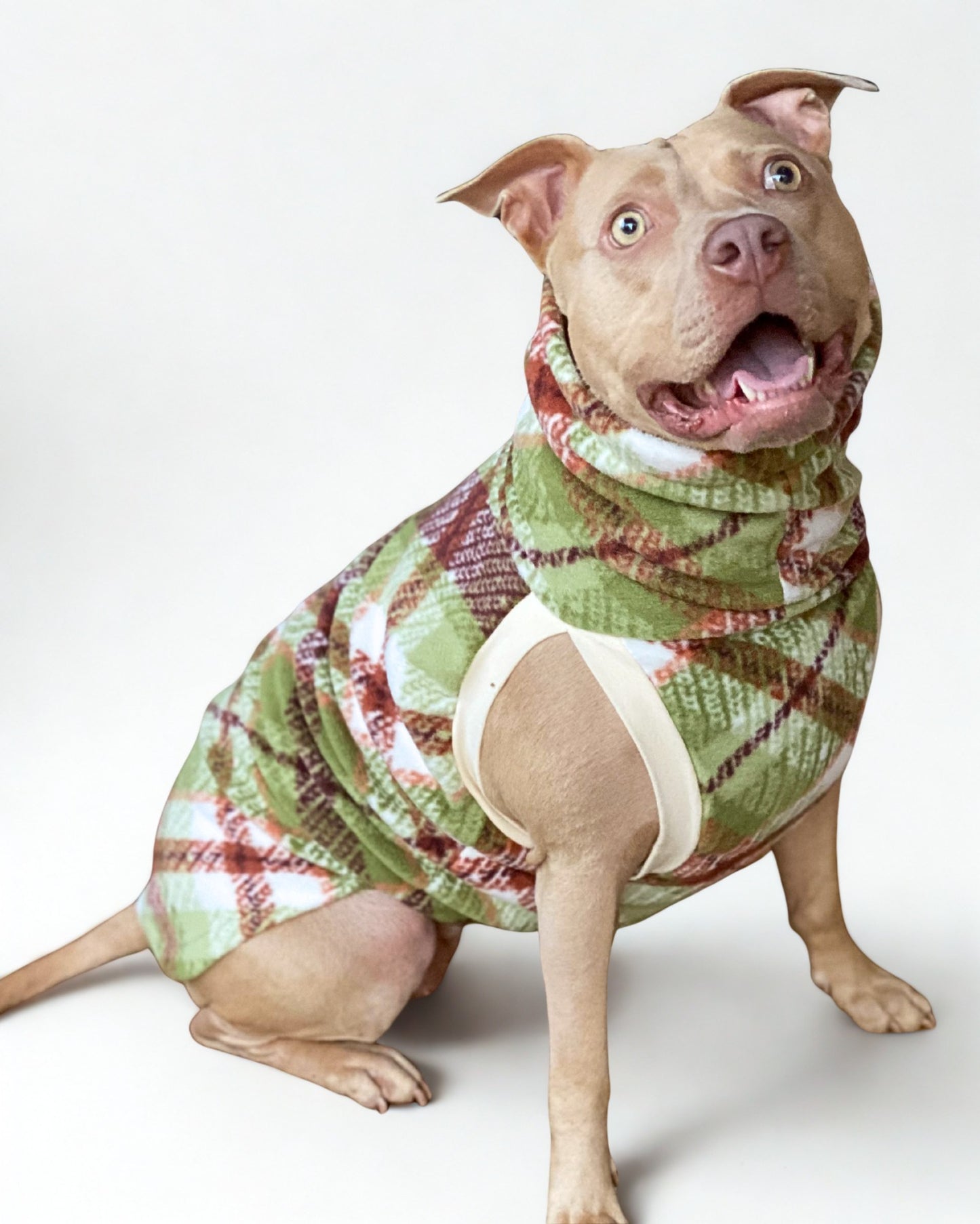 Pitbull modeling a pullover dog sweater in a green and brown plaid design