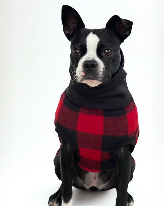 Boston terrier modeling a beautiful red and black buffalo plaid sweater.
