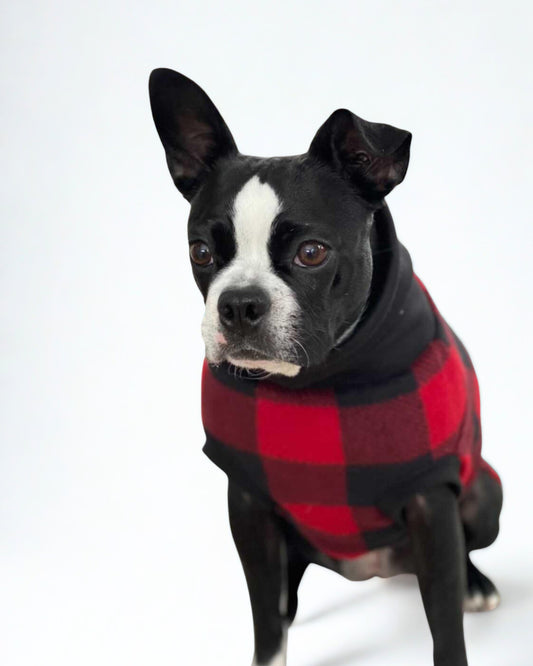 Boston terrier donning a beautiful red and black buffalo plaid sweater.