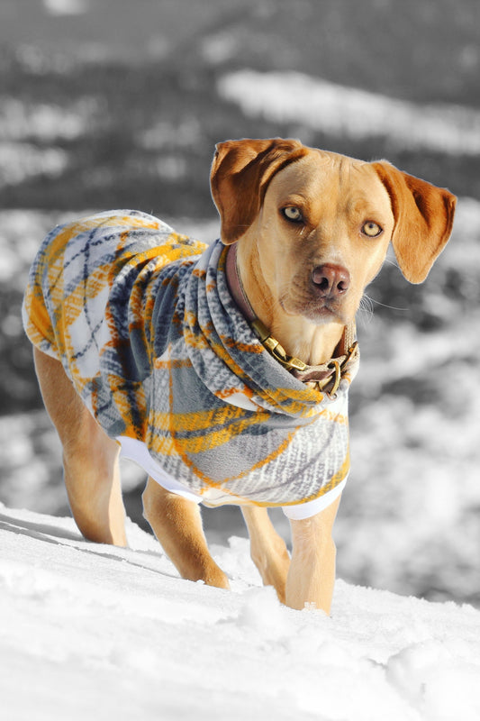 Dog wearing Jax & Molly's grey and yellow plaid fleece dog sweater on a snowy mountain top