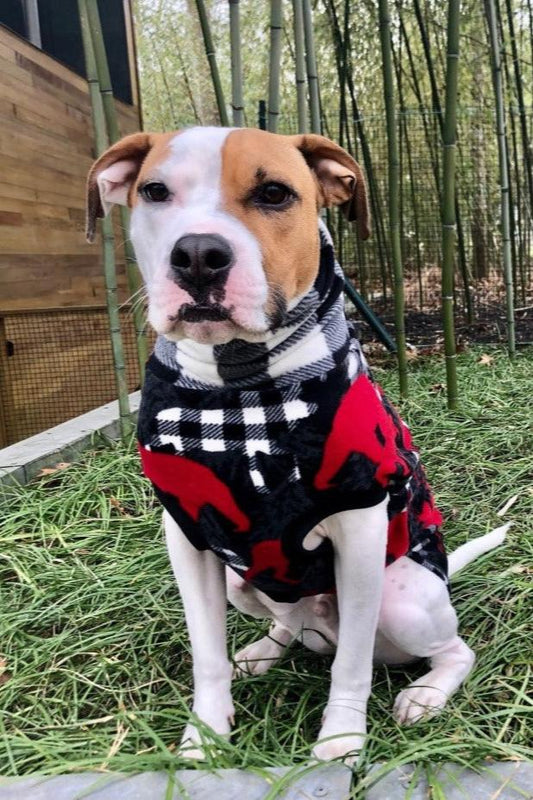 Front profile of a dog wearing a cozy Dog Sweater by Jax & Molly's, featuring a charming wildlife print with bears and moose in vibrant red, alongside a classic white and black buffalo plaid design.