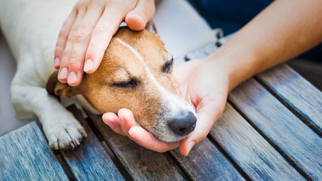 Maintaining Household Harmony While Caring for a Sick Pet