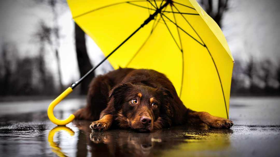 Dog laying on the floor under a yellow umbrella.