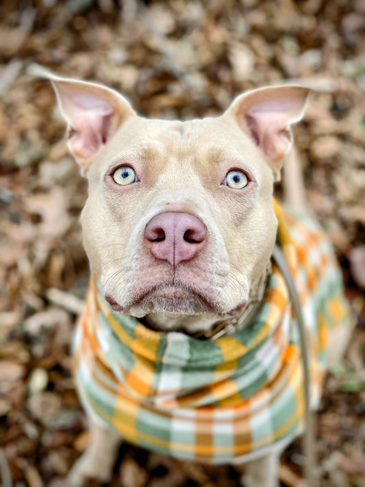 Stay Warm and Stylish: Why Fleece Dog Sweaters Are a Must-Have for Dog Lovers