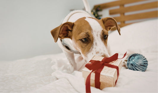Tail-wagging gifts? Yes, please! Spoil your pup with our pup-tastic selection from Jax & Molly's Boutique!