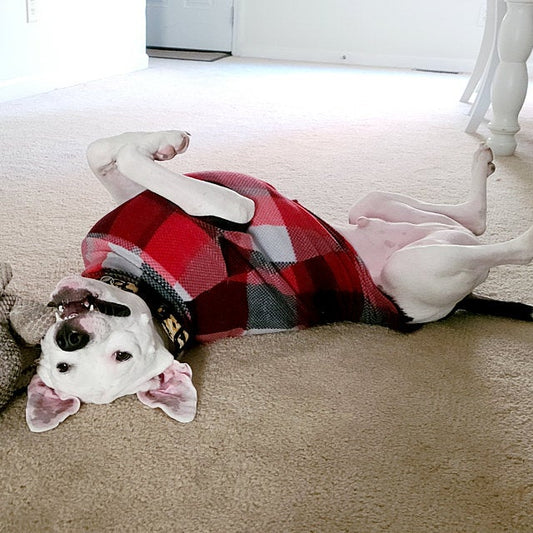 Tail-wagging gifts? Yes, please! Spoil your pup with our pup-tastic selection from Jax & Molly's Boutique!