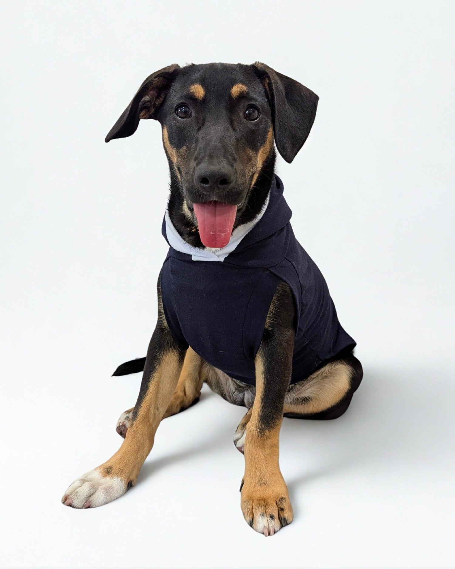 Dog sporting a lightweight cotton hoodie in gray