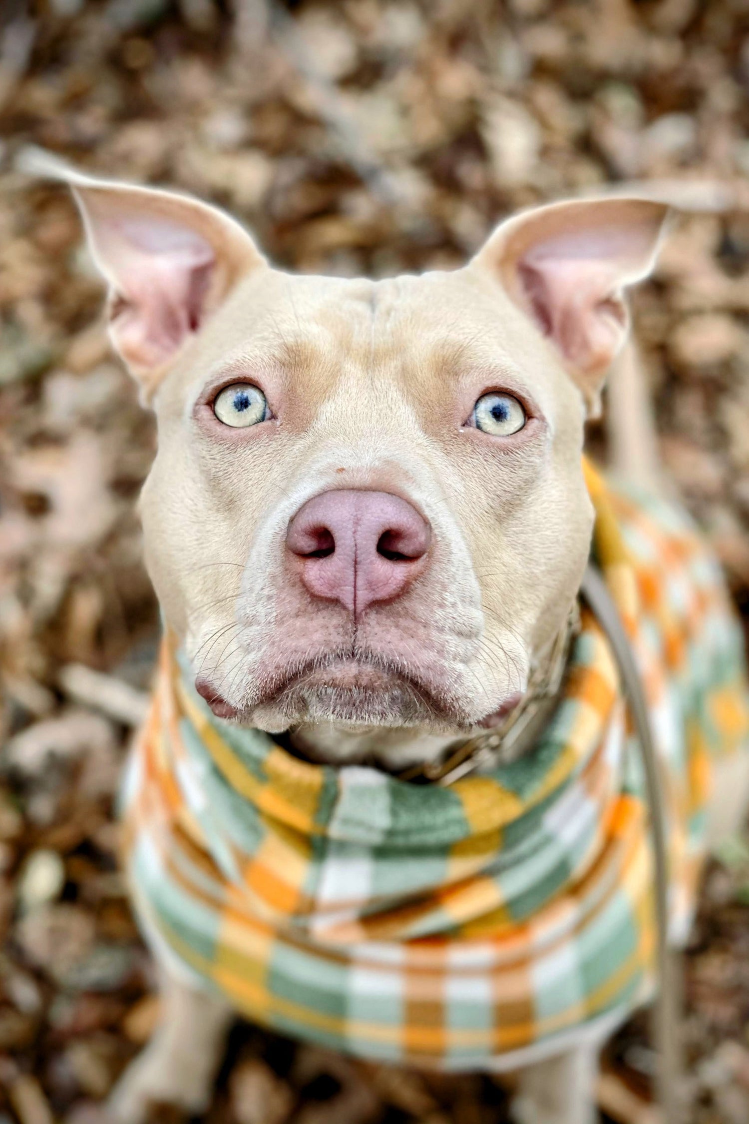 Close-up of tan dog wearing a green plaid dog sweater