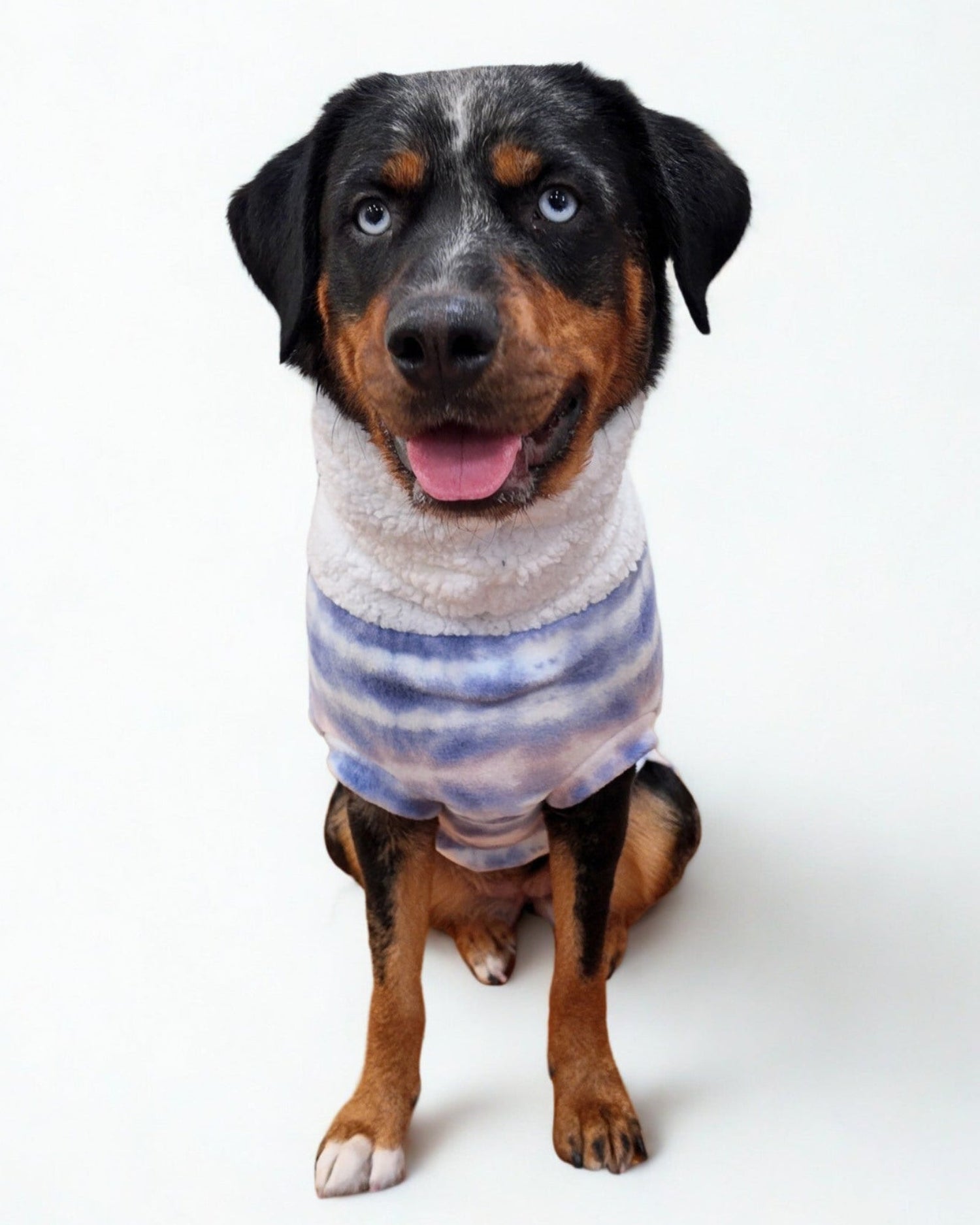 Rottweiler wearing a lavender and pink tie-die fleece sweater with a sherpa turtleneck.