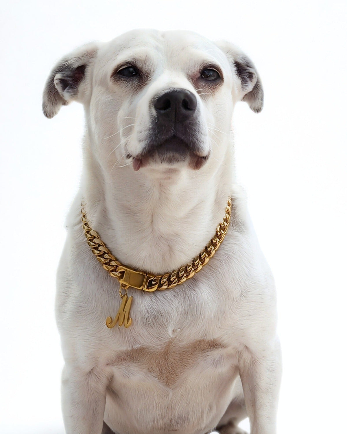 Cuban Link Dog Chains