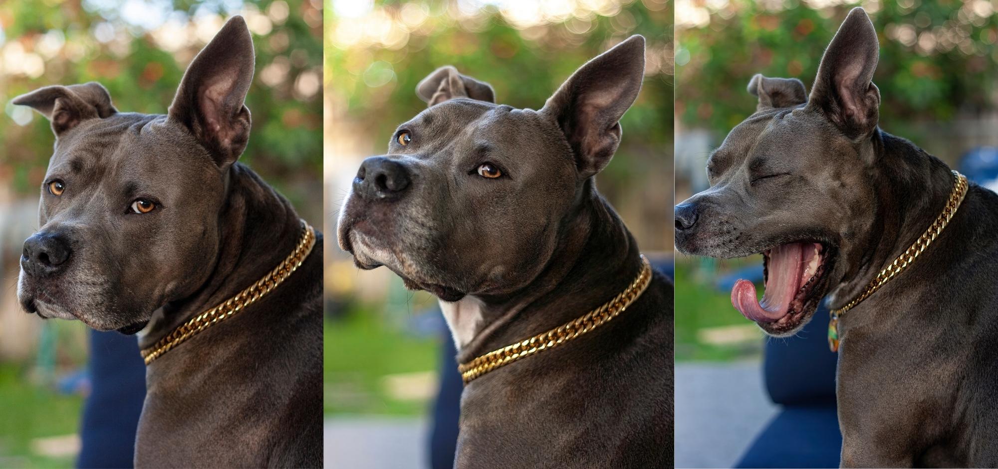 Jewelry For Dogs