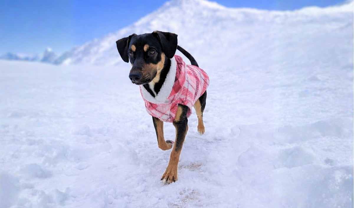 Jax and Molly’s Dog Sweaters