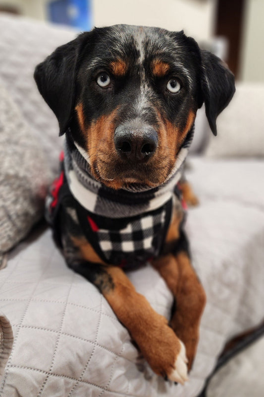 Wildlife & Buffalo Plaid Dog Sweater