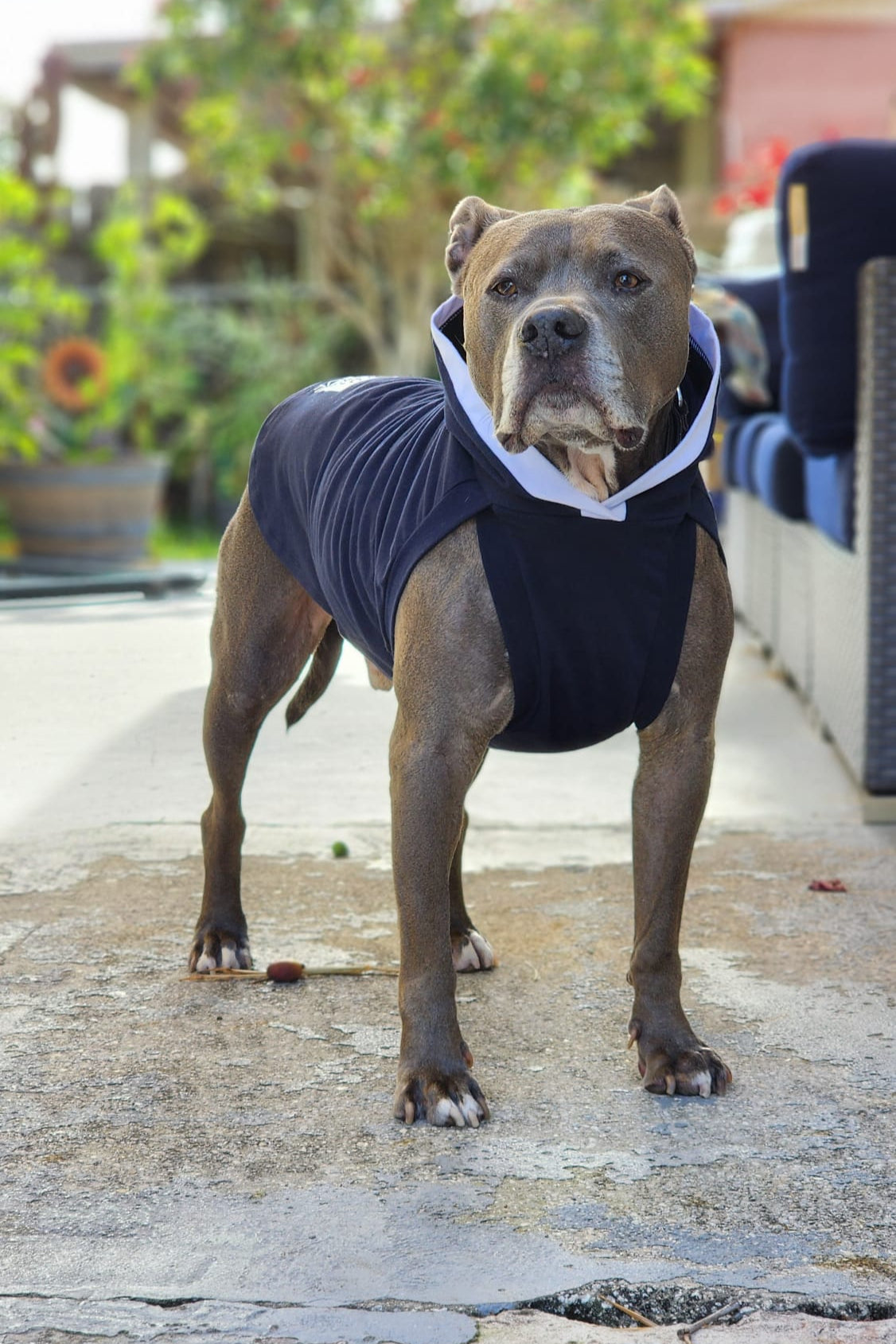 Dog wearing navy cotton hoodie with white trim accent