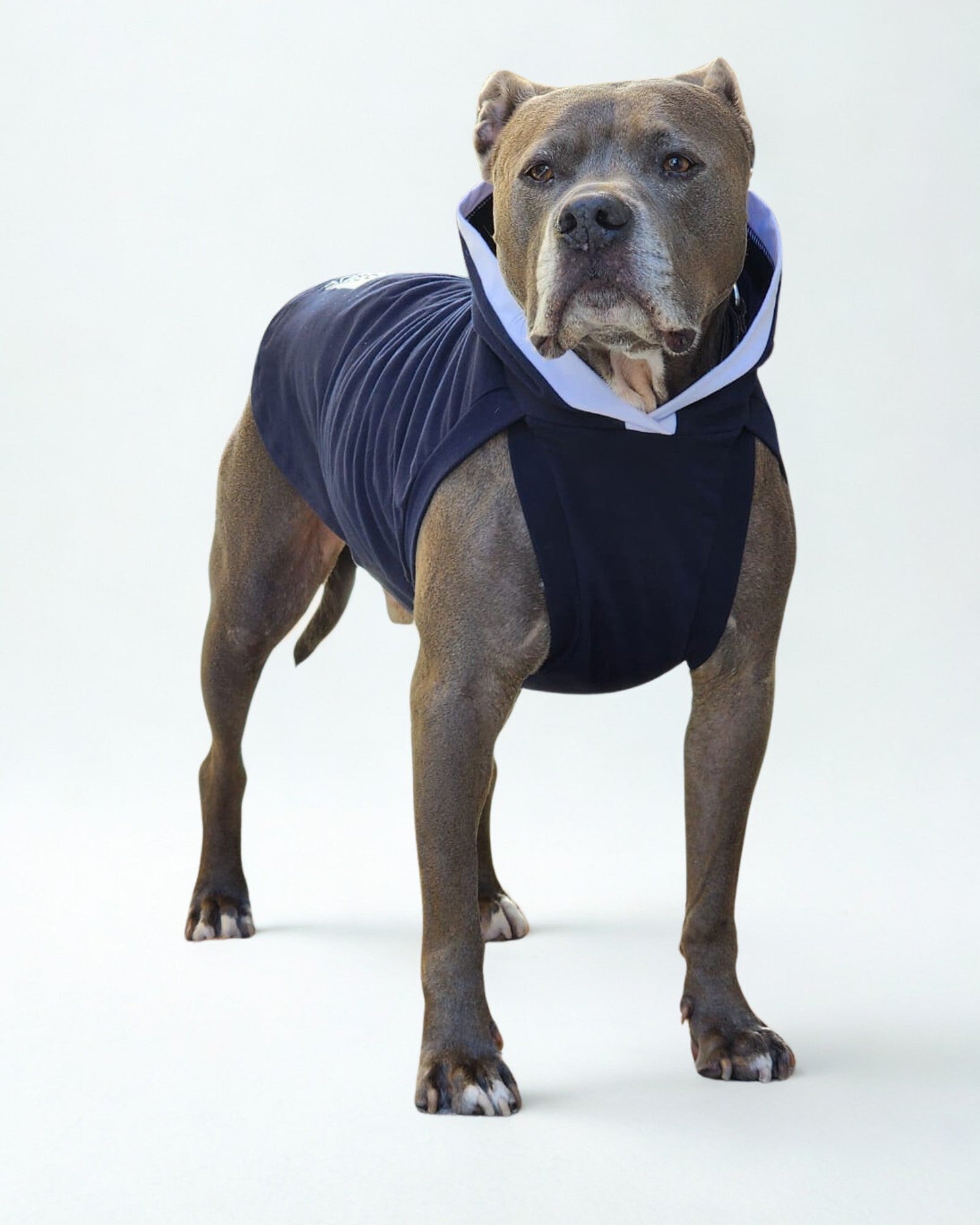 Dog wearing navy cotton hoodie with white trim accent