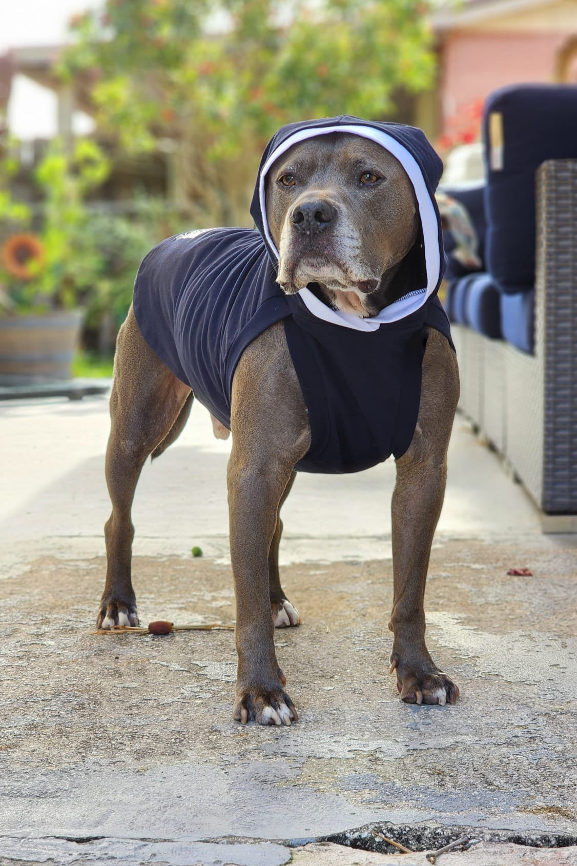 Dog wearing Jax & Molly’s lightweight hoodie with hood on, modeling front view