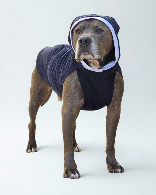 Dog wearing Jax & Molly’s lightweight hoodie with hood on, modeling front view
