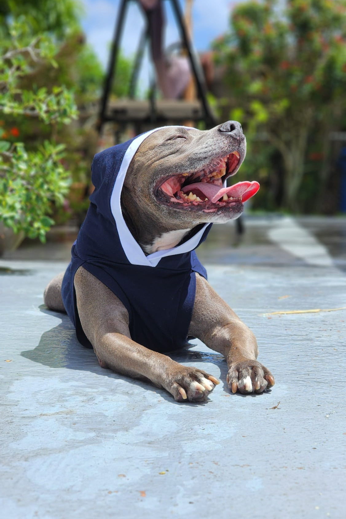 Pet sun bathing while modeling lightweight dog hoodie in breathable fabric with hood on