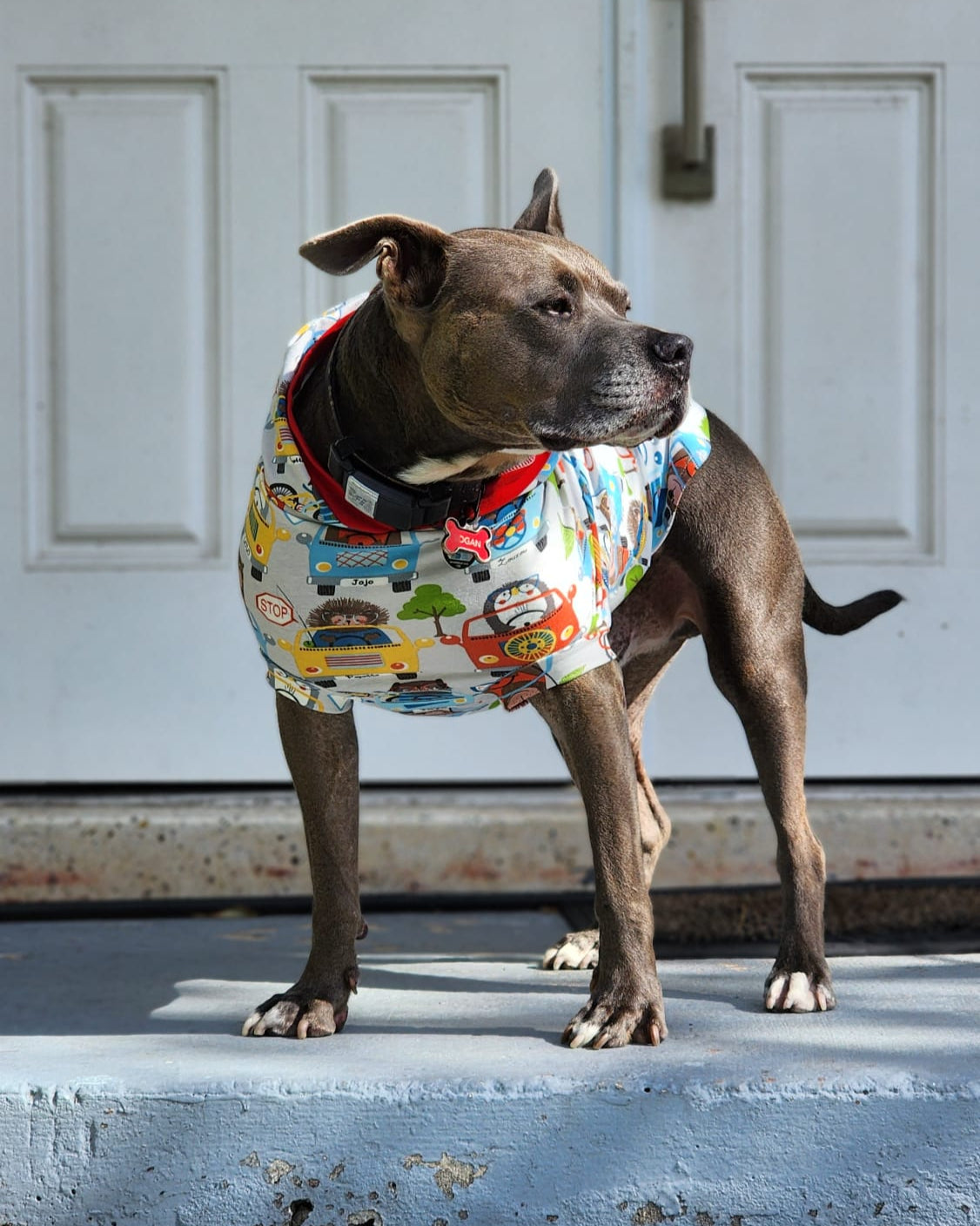 Dog wearing a colorful hoodie standing on a step in front of a door.