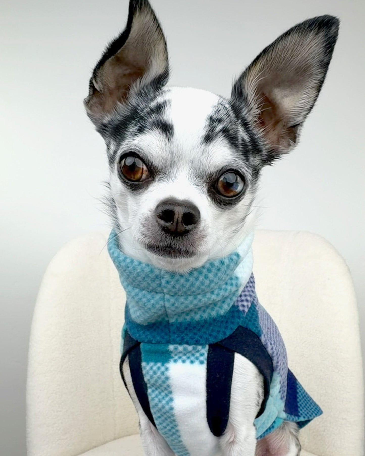 Small dog wearing a blue plaid dog sweater made by Jax & Molly's