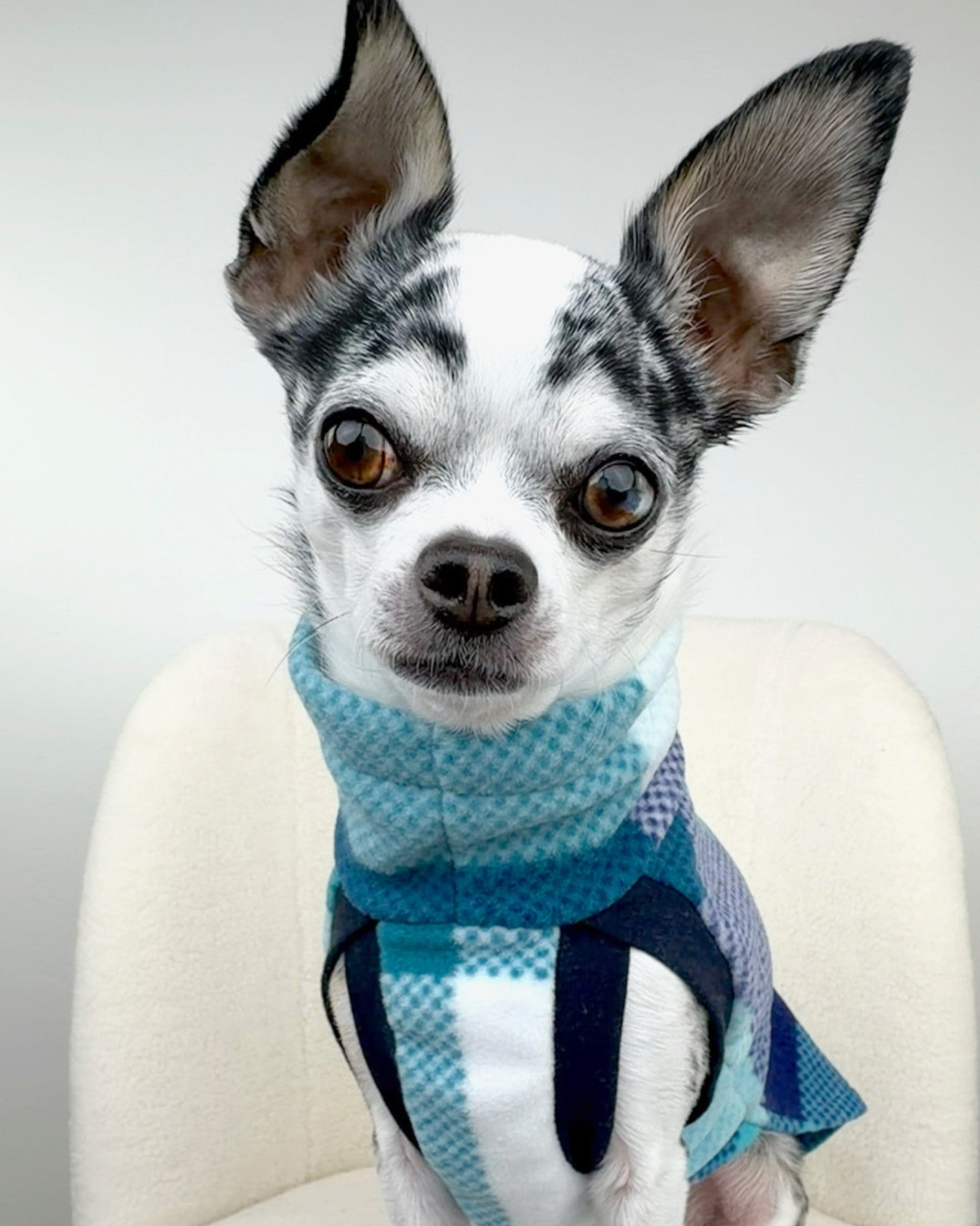 Small dog wearing a blue plaid dog sweater made by Jax & Molly's