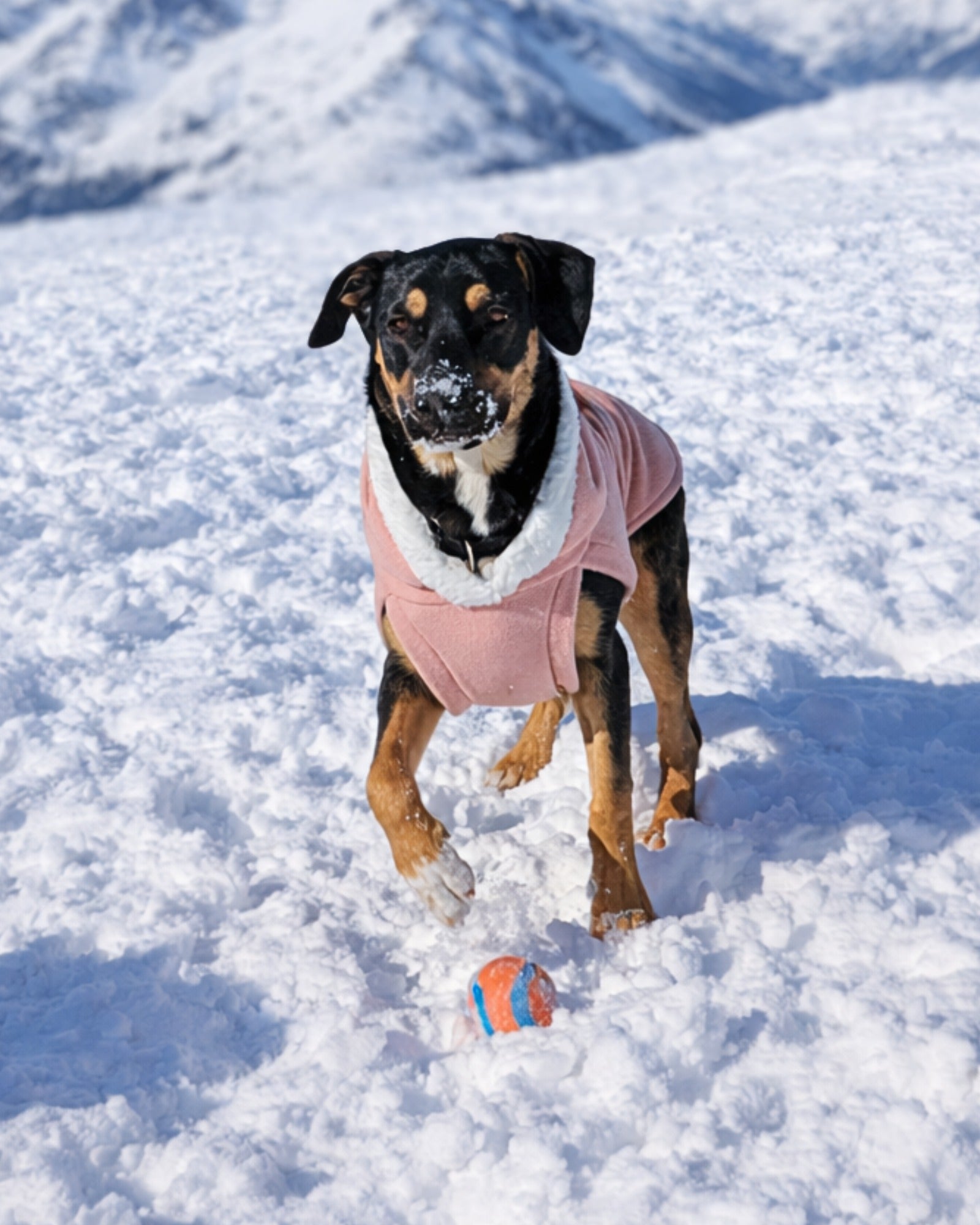 Blush pink fleece dog hoodie with sherpa trim on black dog, playing on snowy mountain top